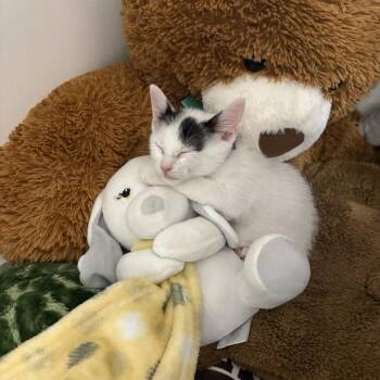 Paquita -  Domestic Short Hair Cat for Adoption in Cumming, Georgia - Paquita | PetCurious