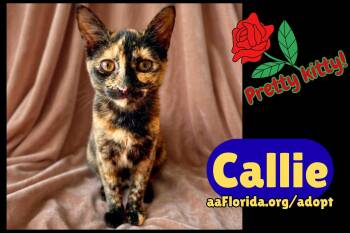 Callie -  Domestic Medium Hair and Tortoiseshell Cat for Adoption in Pensacola, Florida - Callie | PetCurious