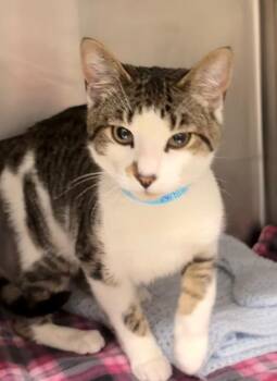 Domestic Short Hair Cats Available for Adoption - Dunn | PetCurious