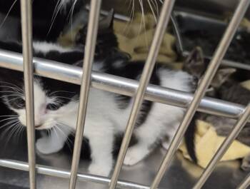 Rescue Domestic Short Hair Cats for Adoption in Decatur, Illinois - WHALE SHARK | PetCurious