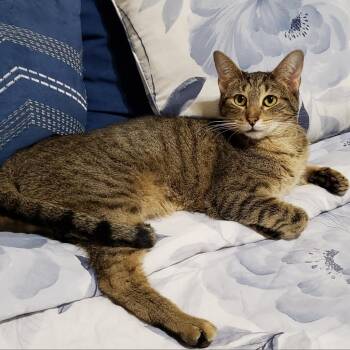 Rescue Domestic Short Hair Cats for Adoption in Bulverde, Texas - Capellini | PetCurious