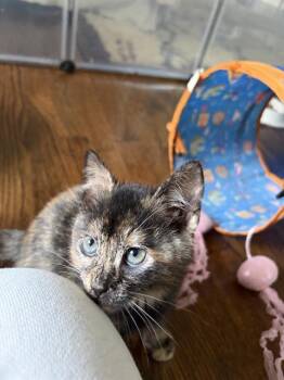 Domestic Short Hair Cats Available for Adoption in Charlotte, North Carolina - MOCHA | PetCurious