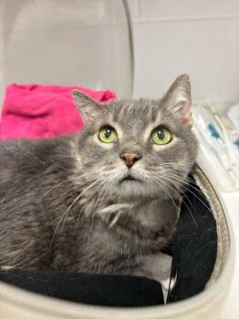Tomi -  Domestic Short Hair Cat for Adoption in Kansas City, Missouri - Tomi | PetCurious