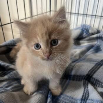 Rescue Domestic Short Hair Cats for Adoption in Woodstock, Virginia - Tigger Sites | PetCurious