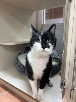 Domestic Short Hair Cats Available for Adoption in North Miami Beach, Florida - Winky | PetCurious