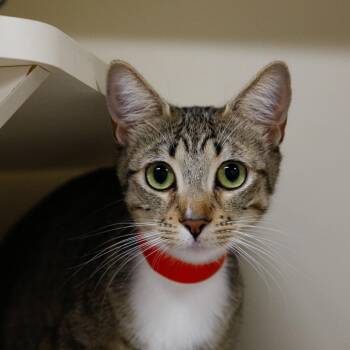 Fallon -  Domestic Short Hair Cat for Adoption in Tampa, Florida - Fallon | PetCurious