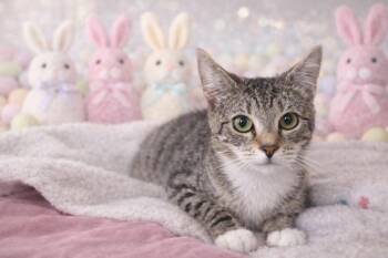 Siamese Cats Available for Adoption - Sugar | PetCurious