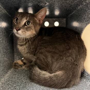 Cristiano -  Domestic Short Hair Cat for Adoption in Edinburg, Texas - Cristiano | PetCurious