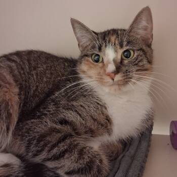 Rescue Domestic Short Hair Cats for Adoption in Dayton, Ohio - Hera | PetCurious