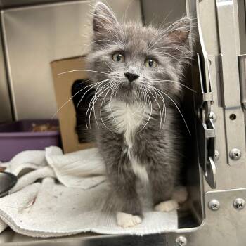Annabelle -  Domestic Medium Hair Cat for Adoption in Lindon, Utah - Annabelle | PetCurious