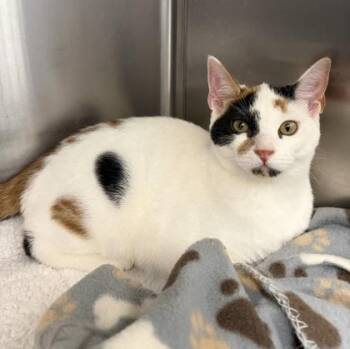 Rosie -  Domestic Short Hair Cat for Adoption in Orland Hills, Illinois - Rosie | PetCurious
