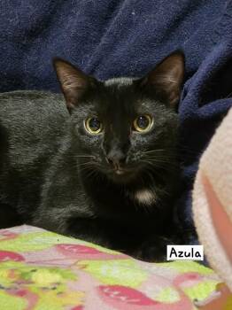 Domestic Short Hair Cats Available for Adoption in Hudson, New Hampshire - Azula | PetCurious