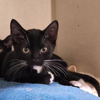 Shrimp -  Domestic Short Hair Cat for Adoption in Lakewood, Colorado - Shrimp | PetCurious