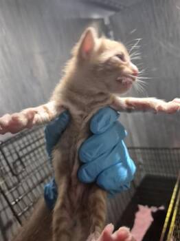 CRESTWAY 4 -  Domestic Short Hair Cat for Adoption in San Antonio, Texas - CRESTWAY 4 | PetCurious