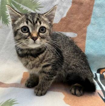 Janis -  Domestic Short Hair Cat for Adoption - Janis | PetCurious
