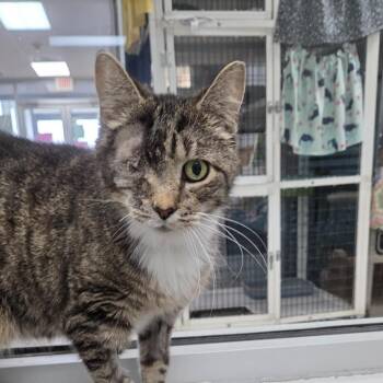 Squeakers -  Domestic Short Hair Cat Available for Adoption in Camden, Delaware - Squeakers | PetCurious