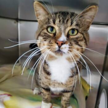 Rescue Domestic Short Hair Cats for Adoption in Detroit Lakes, Minnesota - Maserati | PetCurious