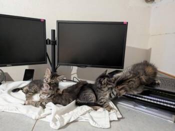 Francesca -  Domestic Long Hair and Domestic Short Hair Cat for Adoption in Fort Worth, Texas - Francesca | PetCurious