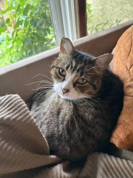 Teddy -  Domestic Short Hair Cat for Adoption in Pequot Lakes, Minnesota - Teddy | PetCurious
