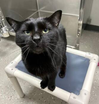 Marco -  Domestic Short Hair Cat for Adoption in Hornell, New York - Marco | PetCurious