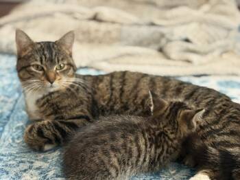 Sadie -  Domestic Short Hair Cat for Adoption in Hull, Massachusetts - Sadie | PetCurious