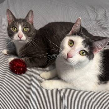 Hall and Recess -  Domestic Short Hair Cat Available for Adoption in Woodbury, New Jersey - Hall And Recess | PetCurious