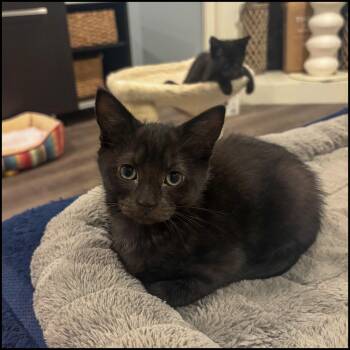 Romeo -  Domestic Short Hair Cat for Adoption in Roswell, Georgia - Romeo | PetCurious