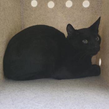 Kakashi -  Domestic Short Hair Cat for Adoption in Cheyenne, Wyoming - Kakashi | PetCurious