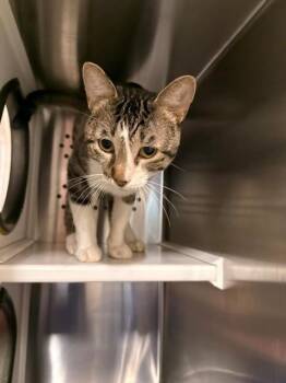 Freddy -  Domestic Short Hair Cat for Adoption in Fayetteville, Arkansas - Freddy | PetCurious