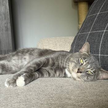 Winston 2 -  Domestic Short Hair Cat for Adoption in Shorewood, Illinois - Winston 2 | PetCurious