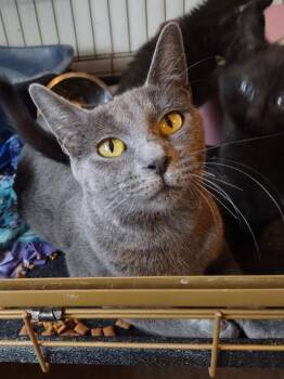Domestic Short Hair Cats Available for Adoption - Sun | PetCurious