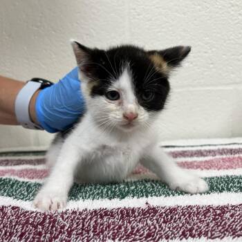 SVAS-Stray-39034 -  Domestic Short Hair Cat for Adoption in Lyndhurst, Virginia - SVAS-Stray-39034 | PetCurious