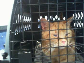 A1266655 -  Domestic Short Hair Cat for Adoption in Charlotte, North Carolina - A1266655 | PetCurious