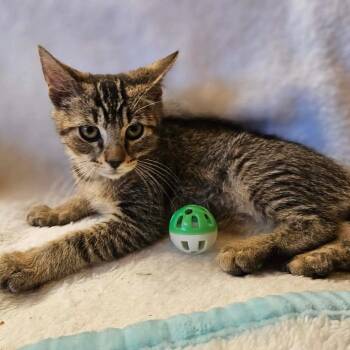 Rune -  Domestic Short Hair Cat for Adoption in Fresno, California - Rune | PetCurious