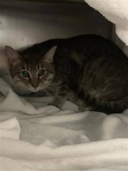 Echo -  Domestic Short Hair Cat for Adoption in Montreal, Quebec - Echo | PetCurious
