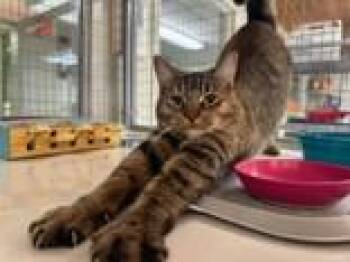 Gratuity Tucci *Bonded To Ina -  Domestic Short Hair Cat Available for Adoption in Manitowoc, Wisconsin - Gratuity Tucci *Bonded To Ina | PetCurious