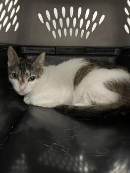 Domestic Short Hair Cats Available for Adoption - Flora | PetCurious