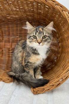 Kj -  Domestic Long Hair and Domestic Short Hair Cat for Adoption in Bowling Green, Kentucky - Kj | PetCurious