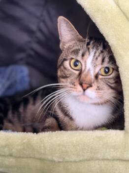 Domestic Short Hair Cats Available for Adoption - Rowdy | PetCurious