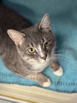 Rescue Domestic Short Hair Cats for Adoption in Winchester, Virginia - Patrick | PetCurious