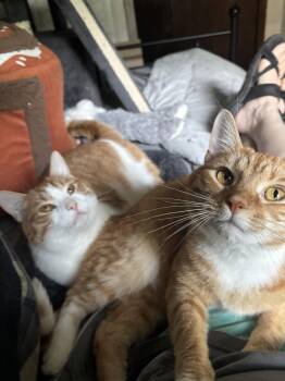 Gingerbread -  Domestic Short Hair and Tabby Cat for Adoption in Cincinnati, Ohio - Gingerbread | PetCurious
