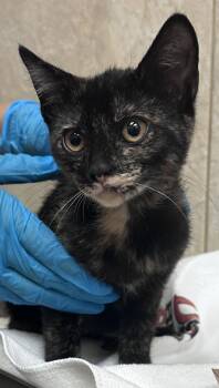 Britt -  Domestic Short Hair Cat for Adoption in Honolulu, Hawaii - Britt | PetCurious
