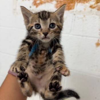 Swiss -  Domestic Short Hair Cat for Adoption in Edinburg, Texas - Swiss | PetCurious