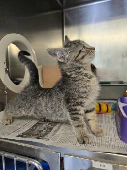 River -  Domestic Short Hair Cat for Adoption in Cortland, New York - River | PetCurious