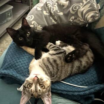 Rescue Domestic Short Hair Cats for Adoption in Villa Park, California - Tabitha & Kiki (bonded Sisters) | PetCurious
