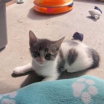 Shivers 54484 -  Domestic Short Hair Cat for Adoption in Las Vegas, Nevada - Shivers 54484 | PetCurious