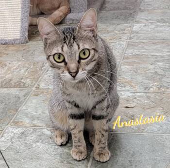 Anastasia #fairy-tale-princess -  Tabby and American Shorthair Cat for Adoption in Houston, Texas - Anastasia #fairy-tale-princess | PetCurious