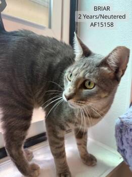 Briar -  Domestic Short Hair Cat for Adoption - Briar | PetCurious