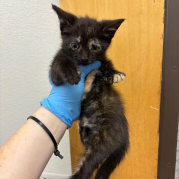 Cowboy Beans -  Domestic Short Hair Cat for Adoption in Columbiana, Alabama - Cowboy Beans | PetCurious