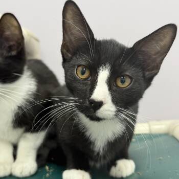 Keegan -  Domestic Short Hair Cat for Adoption in Cooperstown, New York - Keegan | PetCurious